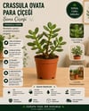 Crassula Ovata Para Çiçeği (Şans Çiçeği) | 5,5'luk Saksıda Canlı Bitki