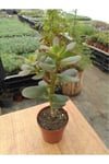 Crassula Ovata Sukulent Minima Jade Plant Para Ağacı 5,5 Cm Saksıda