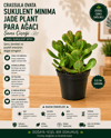 Crassula Ovata Sukulent Minima Jade Plant Para Ağacı 5,5 Cm Saksıda