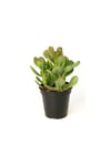 Crassula Ovata Sukulent Minima Jade Plant Para Ağacı 5,5 Cm Saksıda