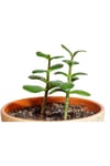 Crassula Ovata Sukulent Minima Jade Plant Para Ağacı 5,5 Cm Saksıda