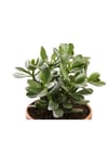 Crassula Ovata Sukulent Minima Jade Plant Para Ağacı 5,5 Cm Saksıda