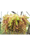 Crassula Pellucida Marginalis, Rujlu, Örtücü,sarkıcı Sukulent