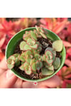 Crassula Pellucida Marginalis, Rujlu, Örtücü,sarkıcı Sukulent