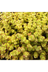 Crassula Pellucida Marginalis, Rujlu, Örtücü,sarkıcı Sukulent