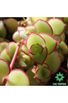 Crassula Pellucida Marginalis, Rujlu, Örtücü,sarkıcı Sukulent