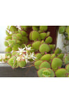 Crassula Pellucida Marginalis, Rujlu, Örtücü,sarkıcı Sukulent
