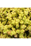 Crassula Pellucida Marginalis, Rujlu, Örtücü,sarkıcı Sukulent
