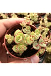 Crassula Pellucida Marginalis, Rujlu, Örtücü,sarkıcı Sukulent