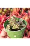 Crassula Pellucida Marginalis, Rujlu, Örtücü,sarkıcı Sukulent