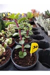 Crassula Portulacaria Afra Green Sukulent