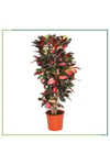 Croton Petra - 130 Cm Boyunda