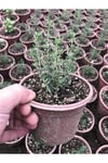 Dağ Bahçe Kekiği Fidanı 10-20 Cm 5 Adet Thymus Vulgaris