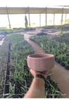 Dantel desenli Bonsai aranjman ve Orkide saksısı