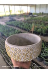 Dantel desenli Bonsai aranjman ve Orkide saksısı no 1
