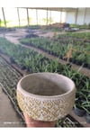 Dantel desenli Bonsai aranjman ve Orkide saksısı no 1