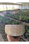 Dantel desenli Bonsai aranjman ve Orkide saksısı no 1