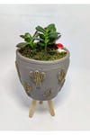 Dekoratif Desenli Saksıda Crassula