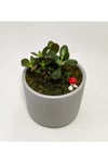 Dekoratif Desenli Saksıda Crassula