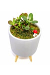 Dekoratif Desenli Saksıda Crassula