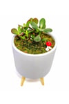 Dekoratif Desenli Saksıda Crassula