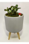 Dekoratif Desenli Saksıda Crassula