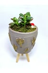 Dekoratif Desenli Saksıda Crassula