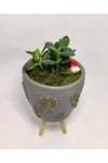 Dekoratif Desenli Saksıda Crassula