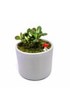 Dekoratif Desenli Saksıda Crassula