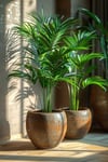 Dekoratif Saksıda Areka Palmiyesi - Areca Palm