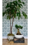Dekoratif Saksıda Bonsai Ficus Gingseng 2500 gr Gövde 50 cm