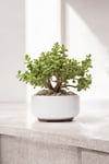 Dekoratif Saksıda Bonsai Yeşim Ağacı Fil Azığı 002