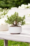 Dekoratif Saksıda Bonsai Yeşim Ağacı Fil Azığı 002
