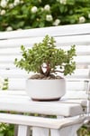 Dekoratif Saksıda Bonsai Yeşim Ağacı Fil Azığı 002