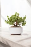 Dekoratif Saksıda Bonsai Yeşim Ağacı Fil Azığı 002