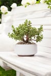 Dekoratif Saksıda Bonsai Yeşim Ağacı Fil Azığı 002