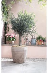 Dekoratif Saksıda Olıve Tree Zeytin Ağacı