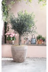 Dekoratif Saksıda Olıve Tree Zeytin Ağacı