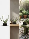Dekoratif Saksılı 4 Yaş Para Çiçeği Bonsai | Hediyelik Canlı Bitki