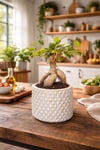 Dekoratif Saksılı Ficus Ginseng Bonsai Canlı Bitki – Masaüstü Ofis Ev Salon Bitkisi