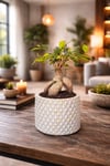 Dekoratif Saksılı Ficus Ginseng Bonsai Canlı Bitki – Masaüstü Ofis Ev Salon Bitkisi