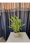 Dekoratif Taş Saksıda Antoryum (Flamingo) Çiçeği
