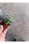 Delosperma Echinatum Tüylü Sukulent Turşu Otu