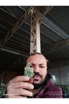 Delosperma Echinatum Tüylü Sukulent Turşu Otu
