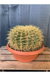 Dev Altın Fıçı Kaktüs 25-30 cm