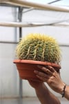Dev Altın Fıçı Kaktüs 25-30 Cm