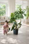 Dev deve tabanı monstera çift kök