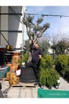 Dev Gövdeli Saksılı Zeytin Ağacı – Peyzajlık Olgun Zeytin Fidanı Bahçe ve Teras İçin