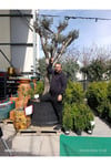 Dev Gövdeli Saksılı Zeytin Ağacı – Peyzajlık Olgun Zeytin Fidanı Bahçe ve Teras İçin