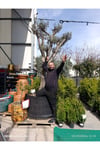 Dev Gövdeli Saksılı Zeytin Ağacı – Peyzajlık Olgun Zeytin Fidanı Bahçe ve Teras İçin